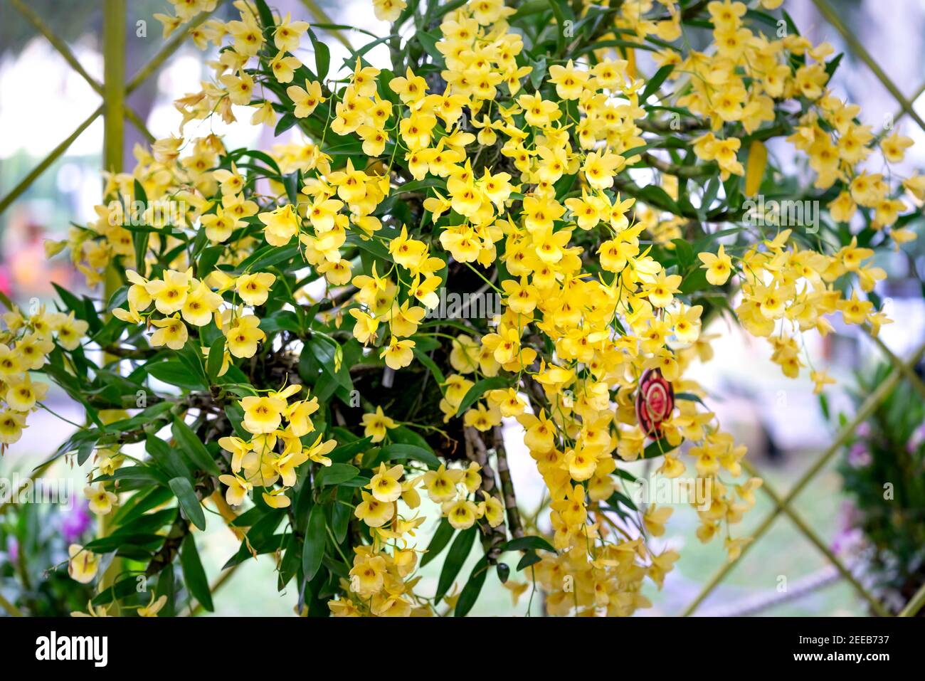 Amazing beauty of tropical rainforest orchids. Dendrobium Primulinum