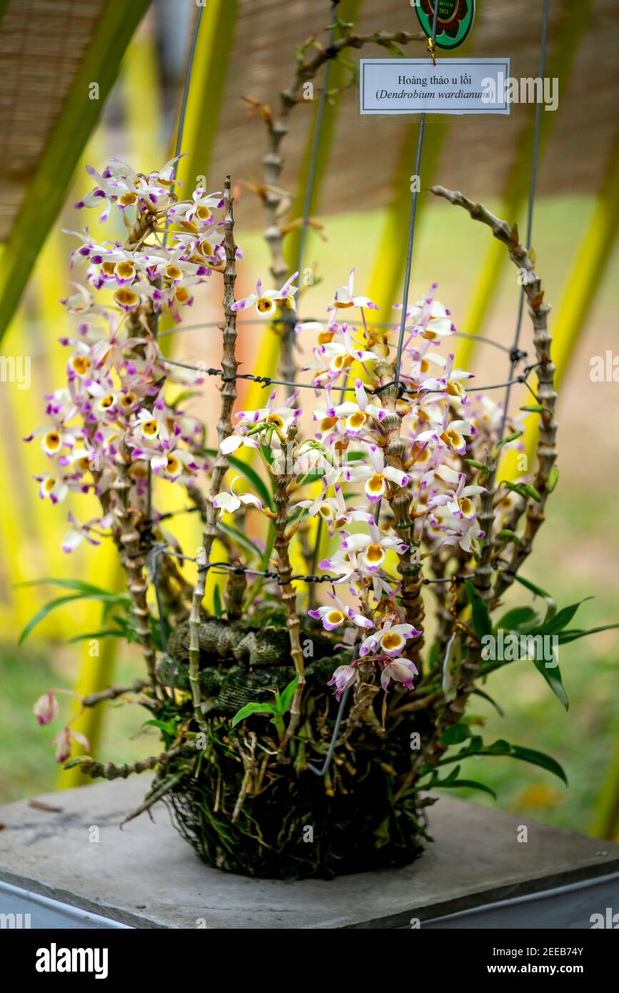 Amazing beauty of tropical rainforest orchids. Dendrobium Primulinum, Wild orchid Stock Photo