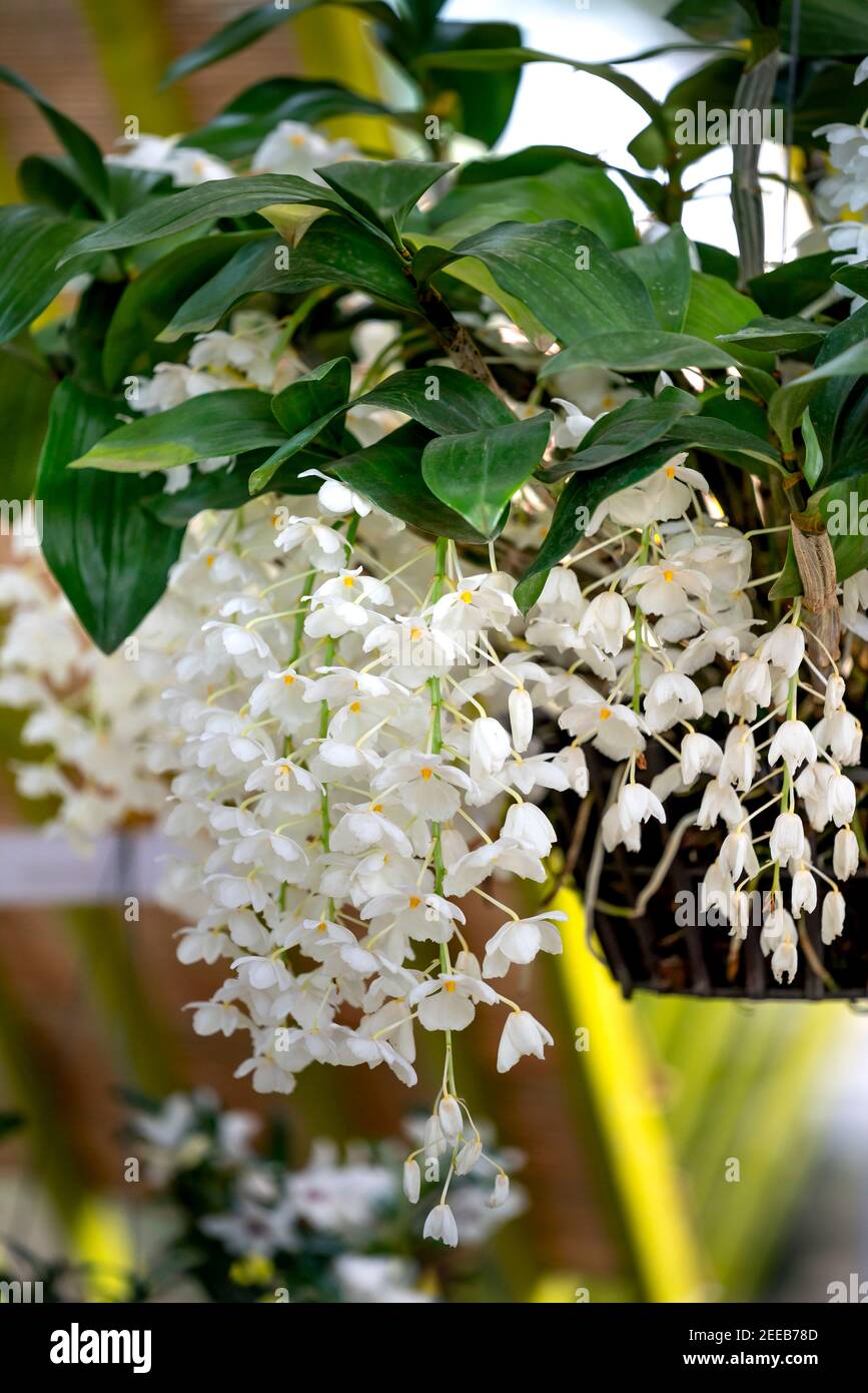 Amazing beauty of tropical rainforest orchids. Dendrobium Primulinum