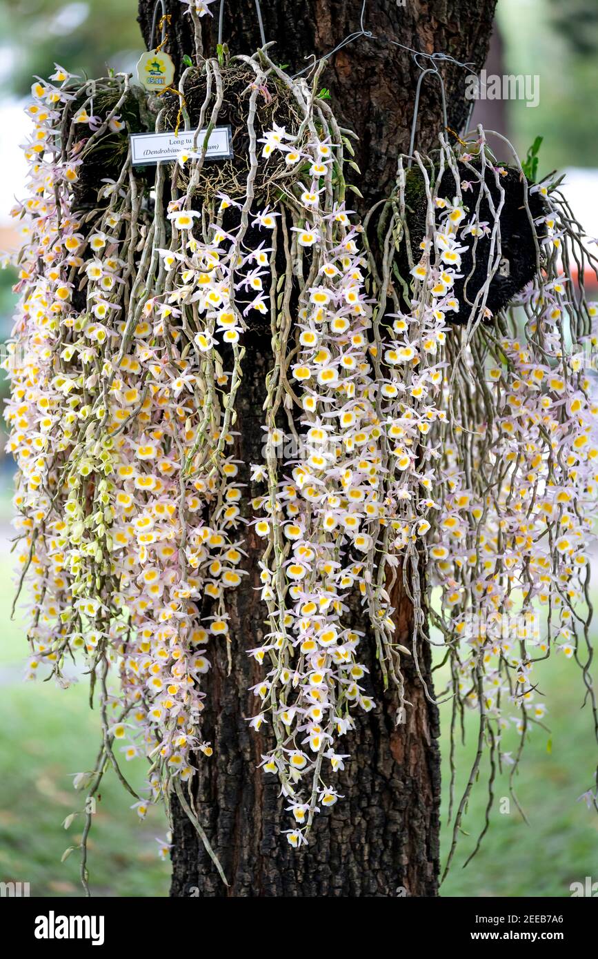 Amazing beauty of tropical rainforest orchids. Dendrobium Primulinum, Wild orchid Stock Photo