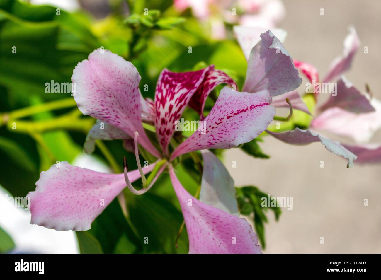 Bauhinia monandra is a species of leguminous trees, of the family Fabaceae. Common names include pink bauhinia, orchid tree, and Napoleon's plume. Stock Photo