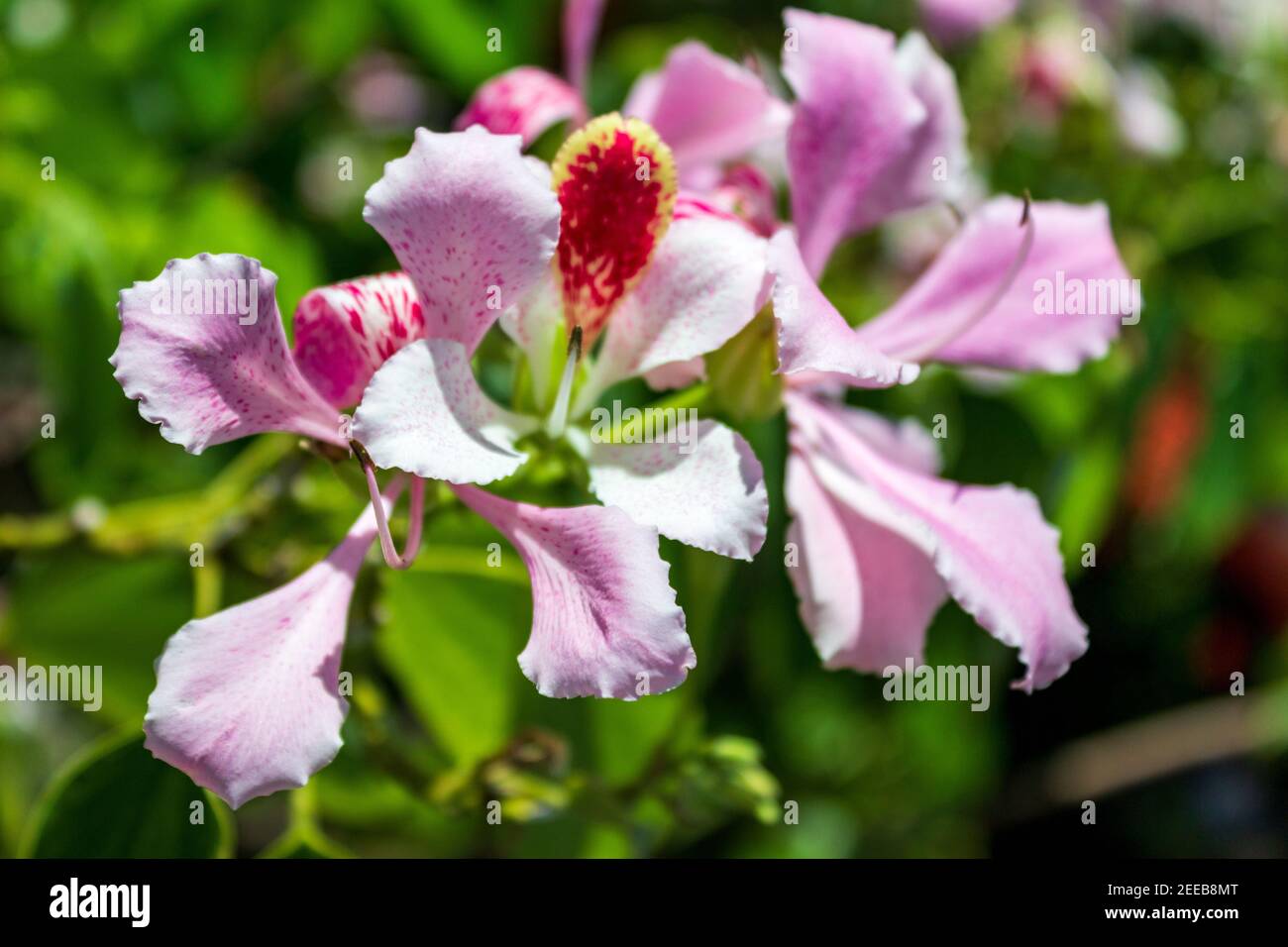 Bauhinia monandra is a species of leguminous trees, of the family Fabaceae. Common names include pink bauhinia, orchid tree, and Napoleon's plume. Stock Photo
