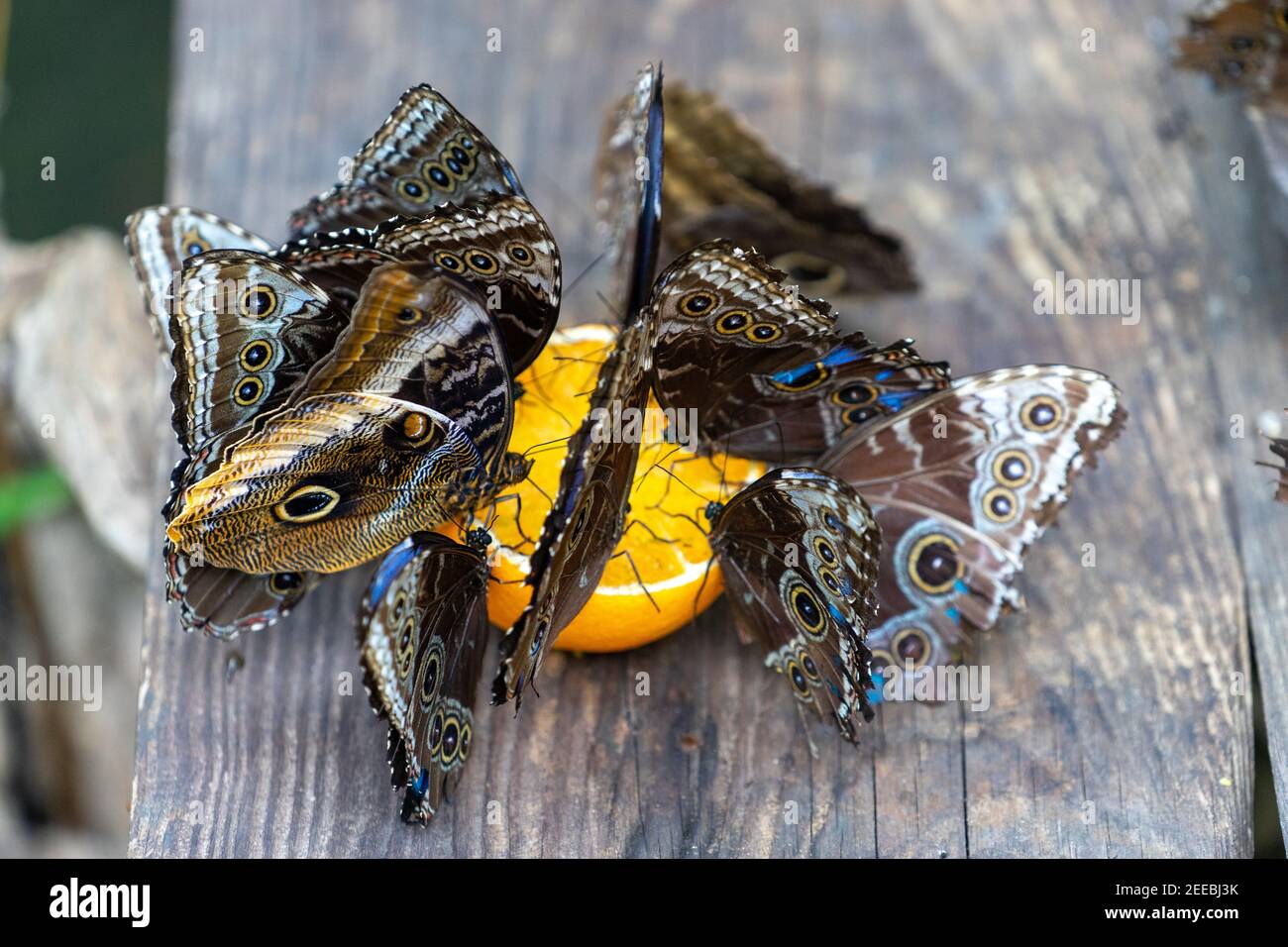 Feeding butterflies orange juice. Beauty of nature Stock Photo Alamy