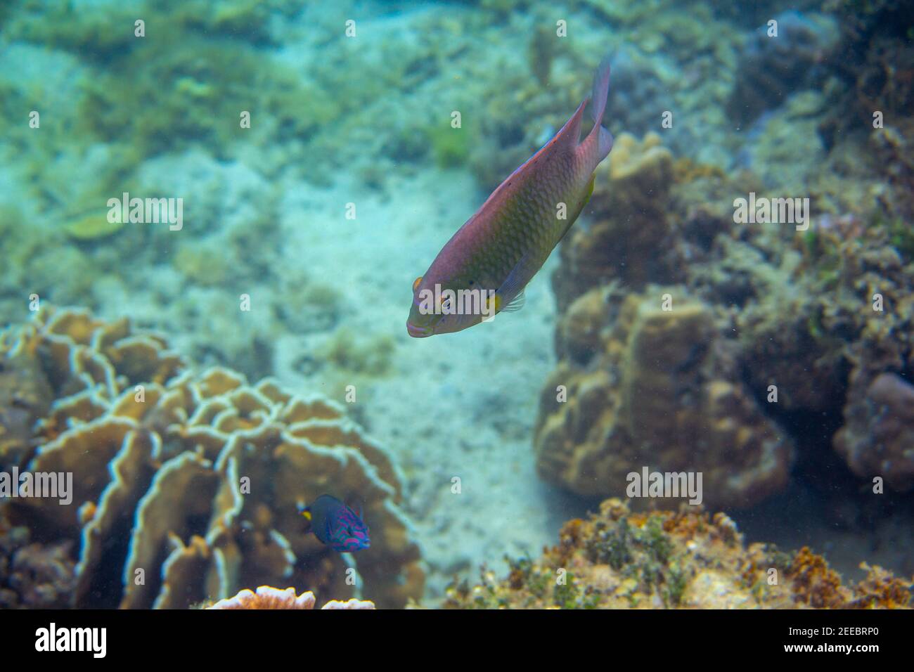 Banner wrasse hi-res stock photography and images - Alamy