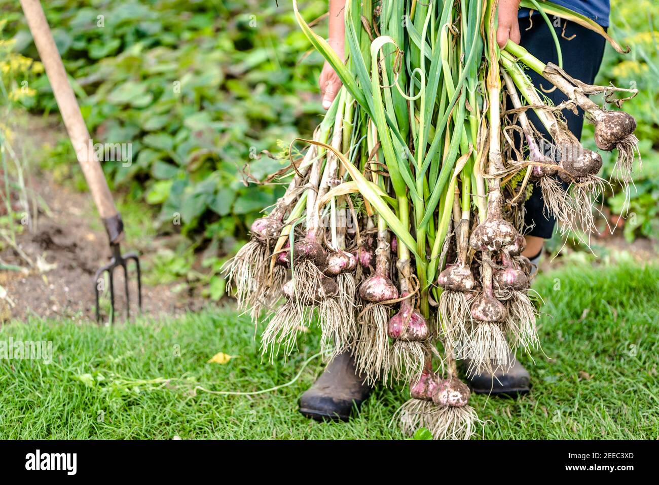Harvesting garlic in the garden. Farmer with freshly harvested