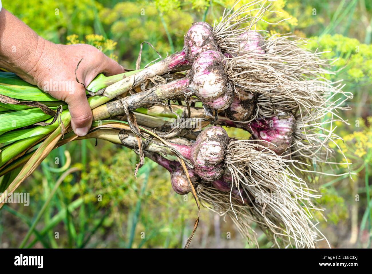Harvesting garlic in the garden. Farmer with freshly harvested