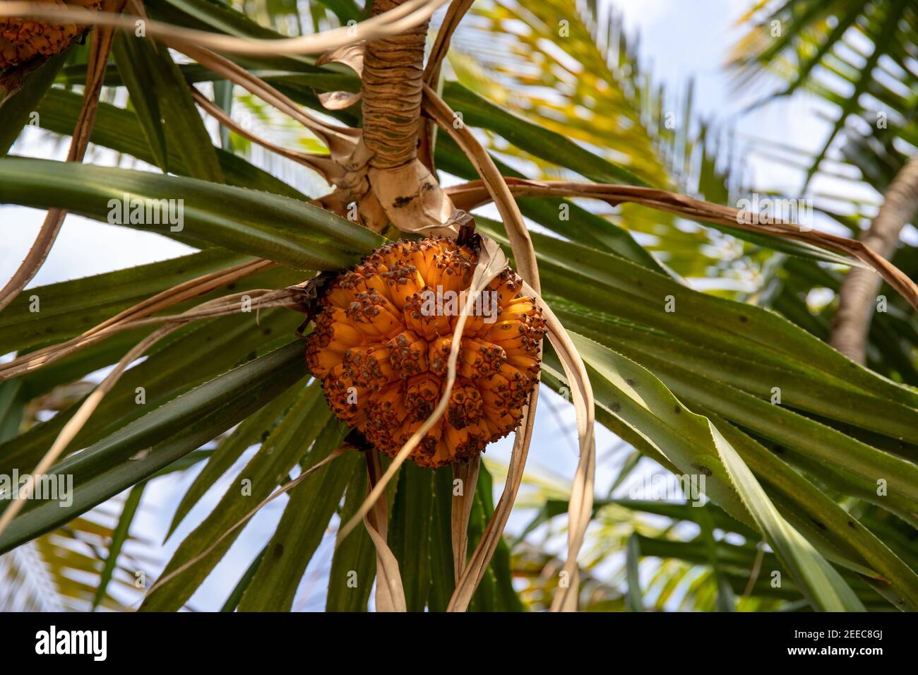 Seeds palm tree orange fruit hires stock photography and images Alamy
