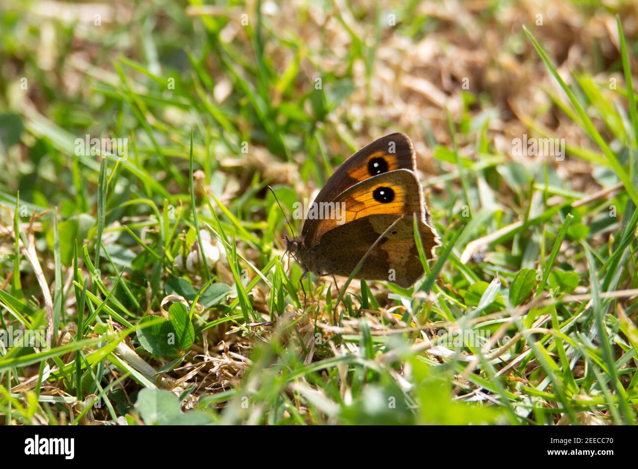 gate keeper butterfly (Pyronia tithonus) resting in the grass Stock Photo