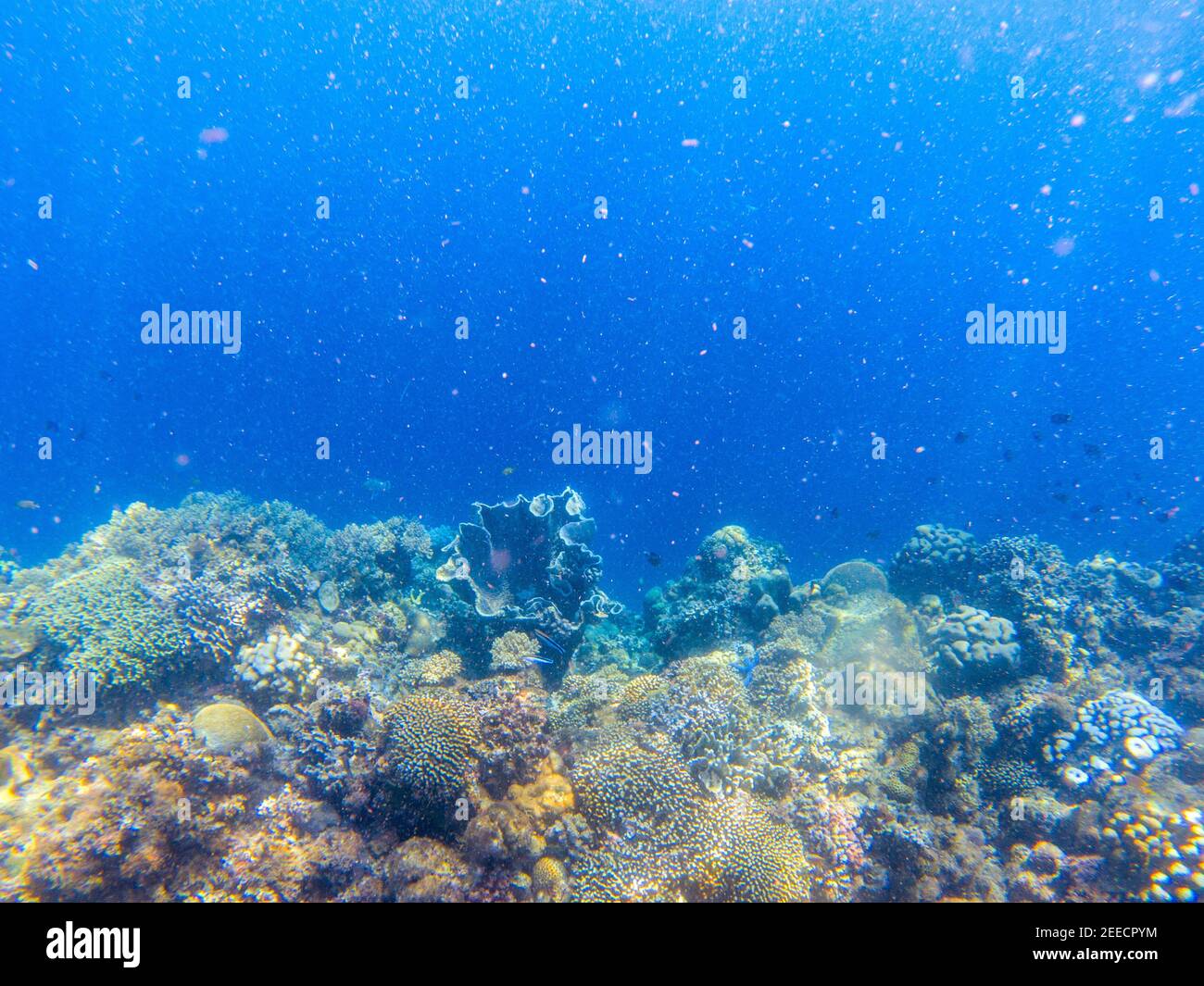 Underwater landscape with tropical fish and coral reef. Sparkling