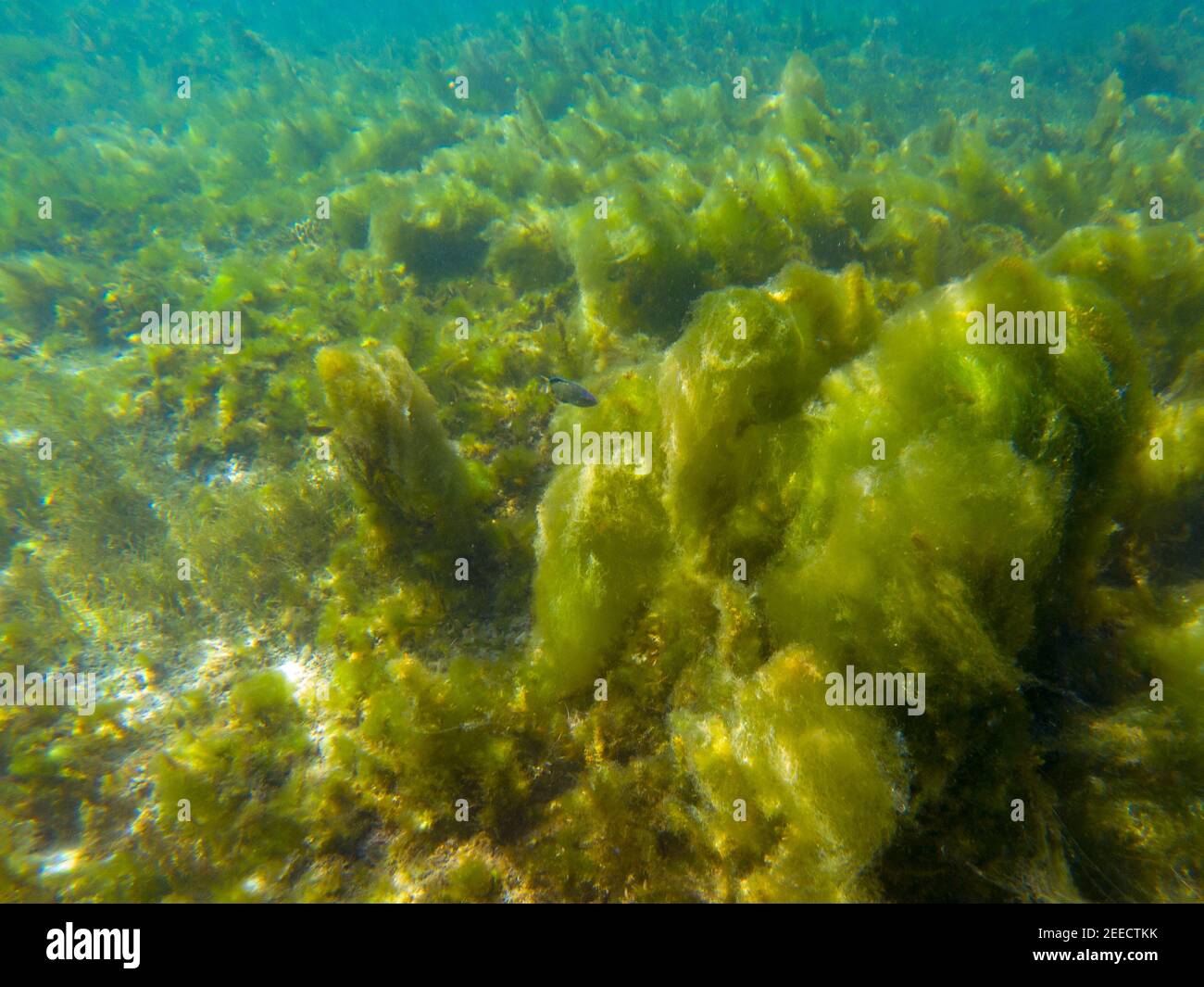 Seaweed on marine plants, underwater photo of tropical seashore. Mossy