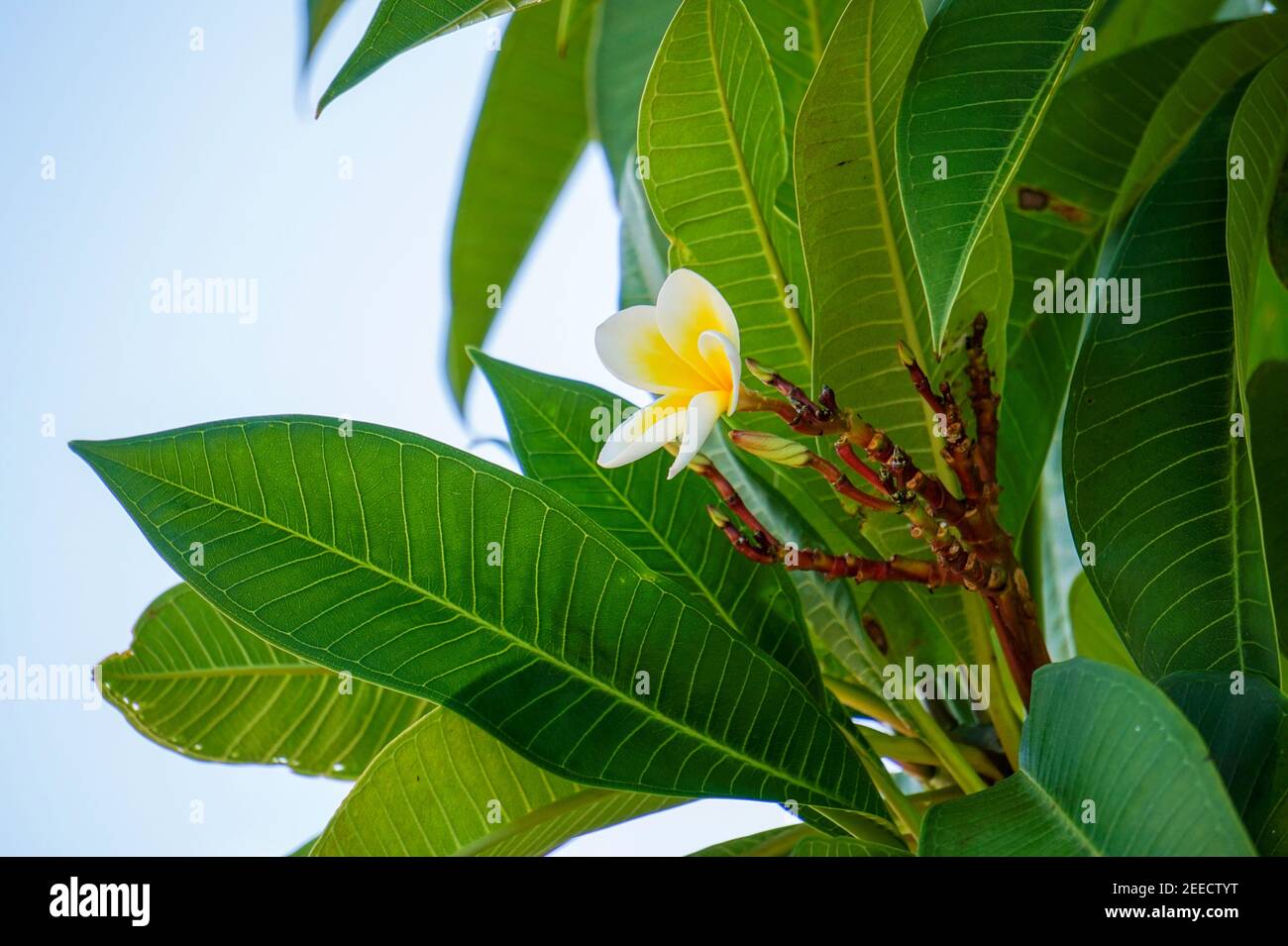 Australia frangipani tree hires stock photography and images Alamy