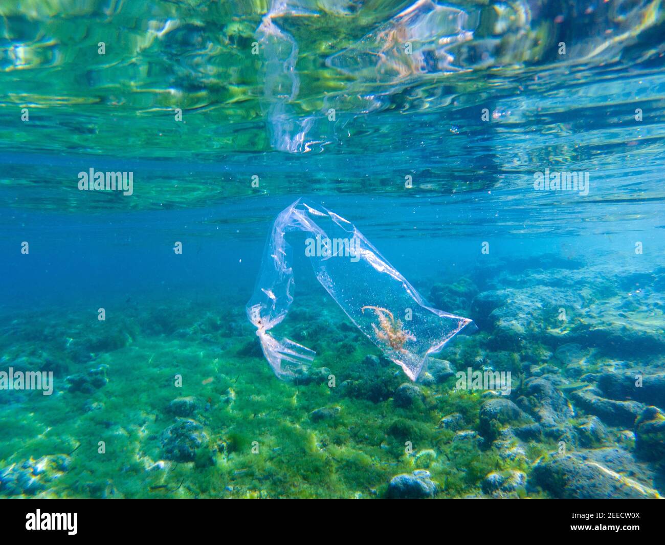 Plastic bag with seaweed inside in blue sea water, underwater photo. Tropical sea with plastic trash. Ecology problem. Natural environment threat. Pla Stock Photo