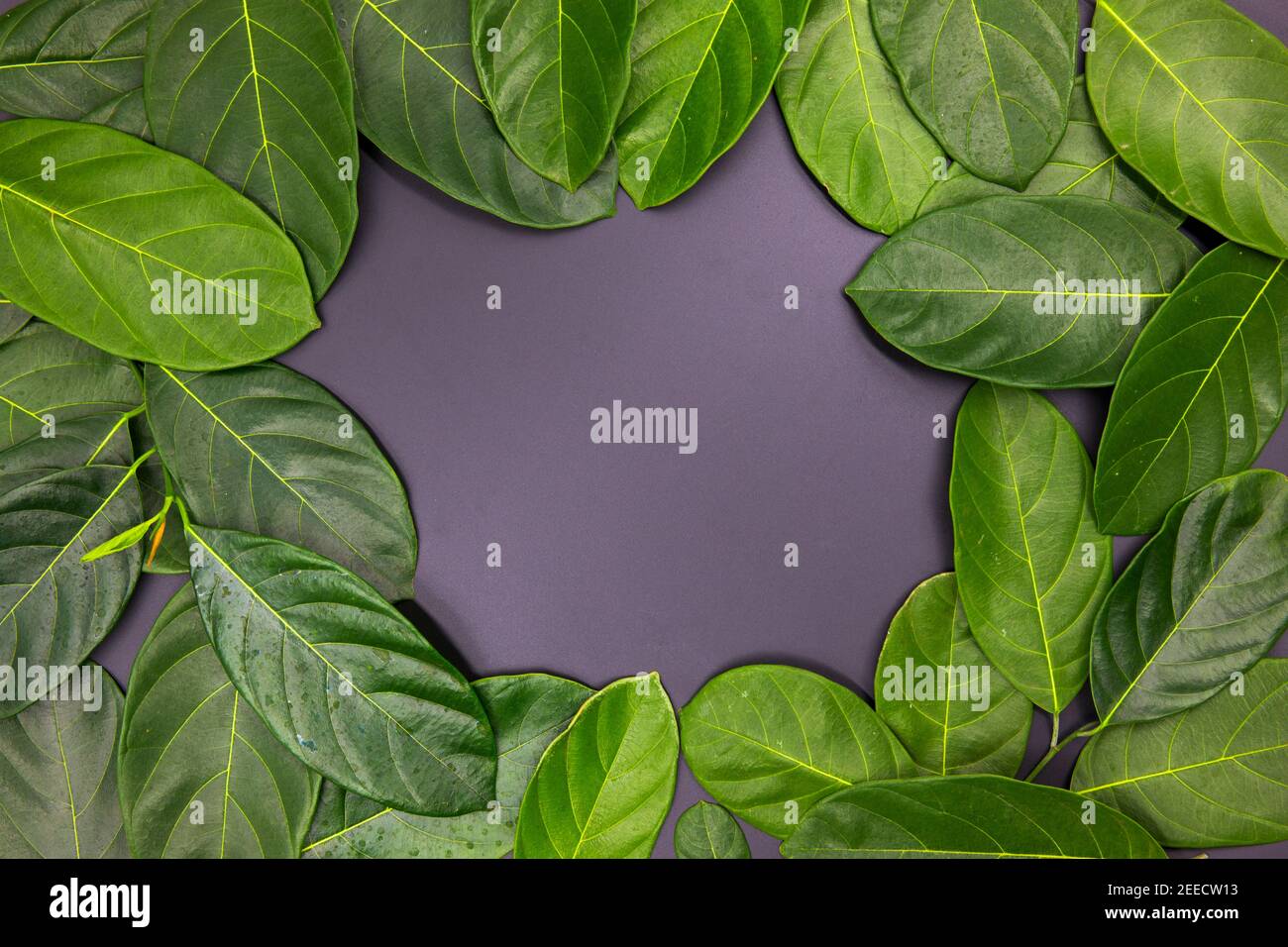 Green leaf composition with text place in center on black background ...