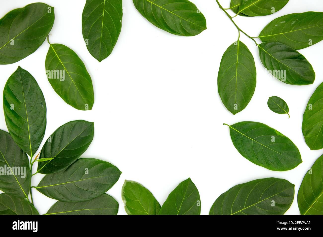 Green leaf composition with text place in center on white background ...