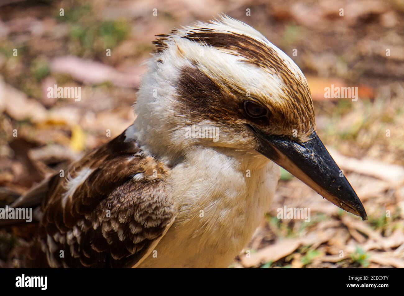 Kookaburra looking for grubs at Cape Hillsborough, Queensland, Australia Stock Photo