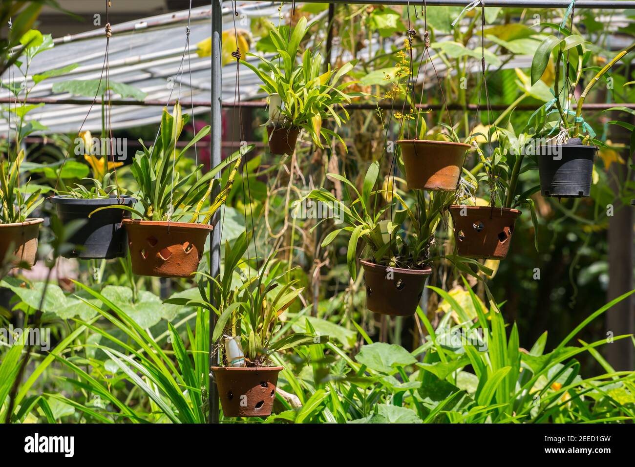 Plants pots hang up to receive more light from the sun. It also can attract insects and birds in helping climate and wildlife population. Stock Photo