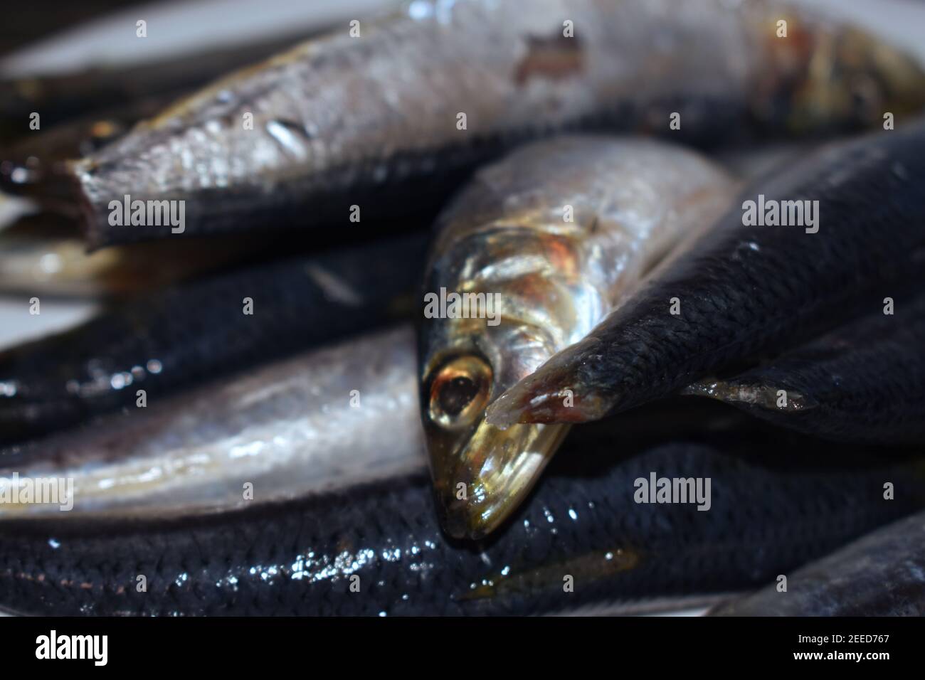 cleaned sardines or Sardina Pilchardus piled up on a plate. A dish common in India and European countries. Stock Photo
