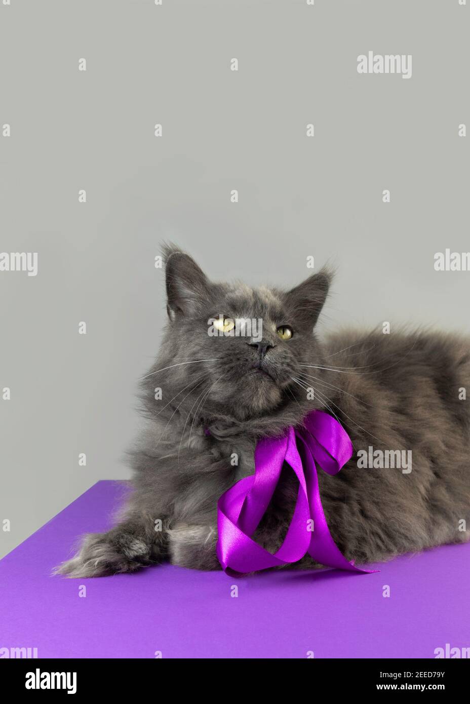 A serious gray Maine Coon cat with a purple ribbon tied around his neck