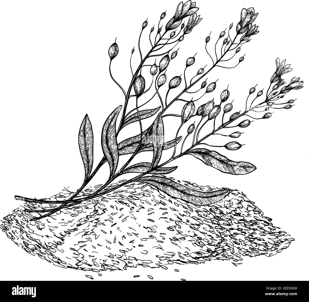 Camelina sativa seeds with flowers and leaves. Hand drawn on white background. Engraving drawing style. Stock Vector