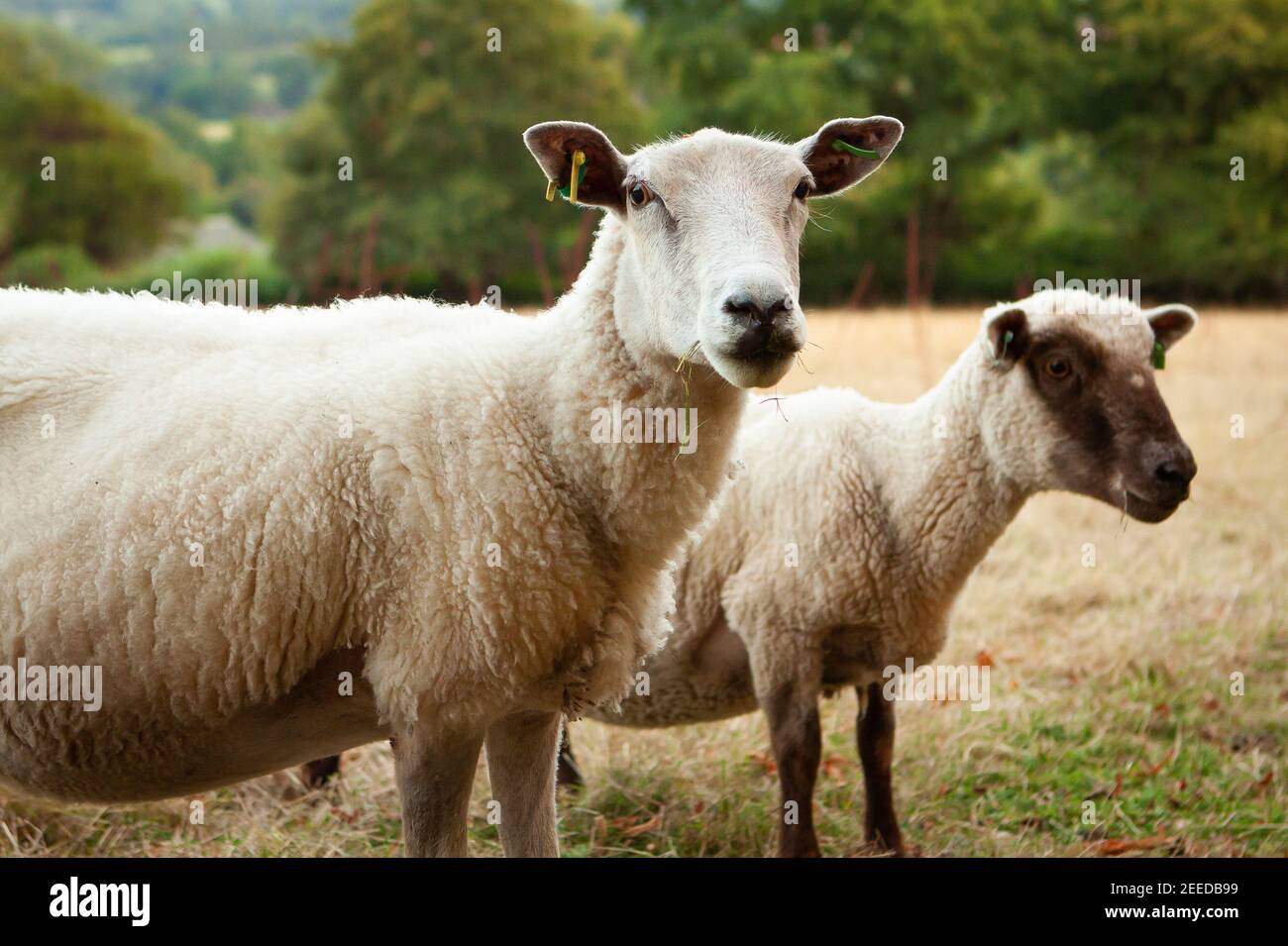 White sheep in a field, Kent Stock Photo