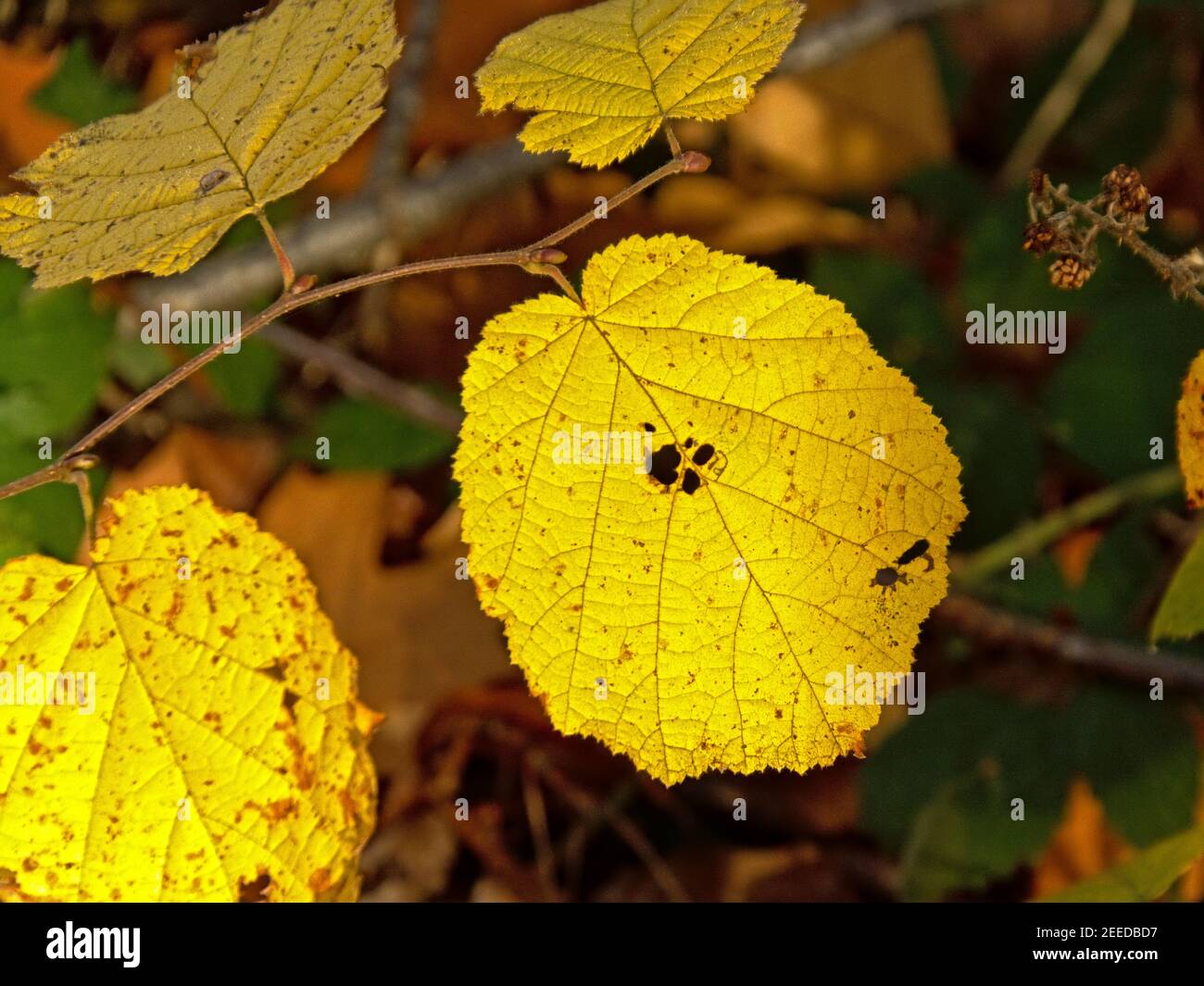 Yellow autumn leafs of a largeleaf linden tree - Tilia platyphyllos Stock Photo