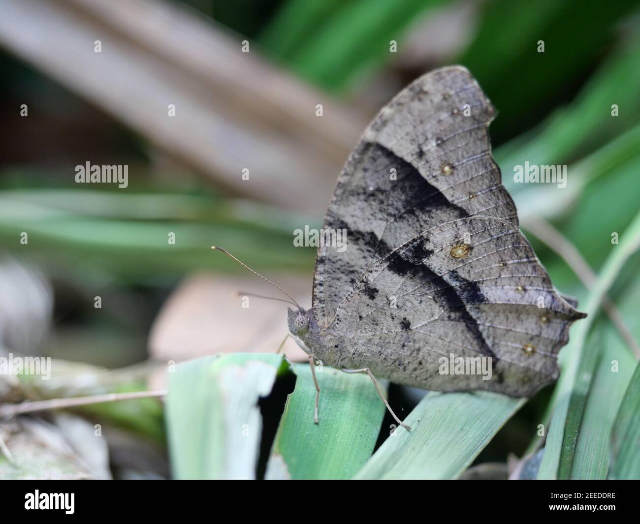 Common evening brown butterfly on green leaf, The pattern similar to the eyes on the wing of
