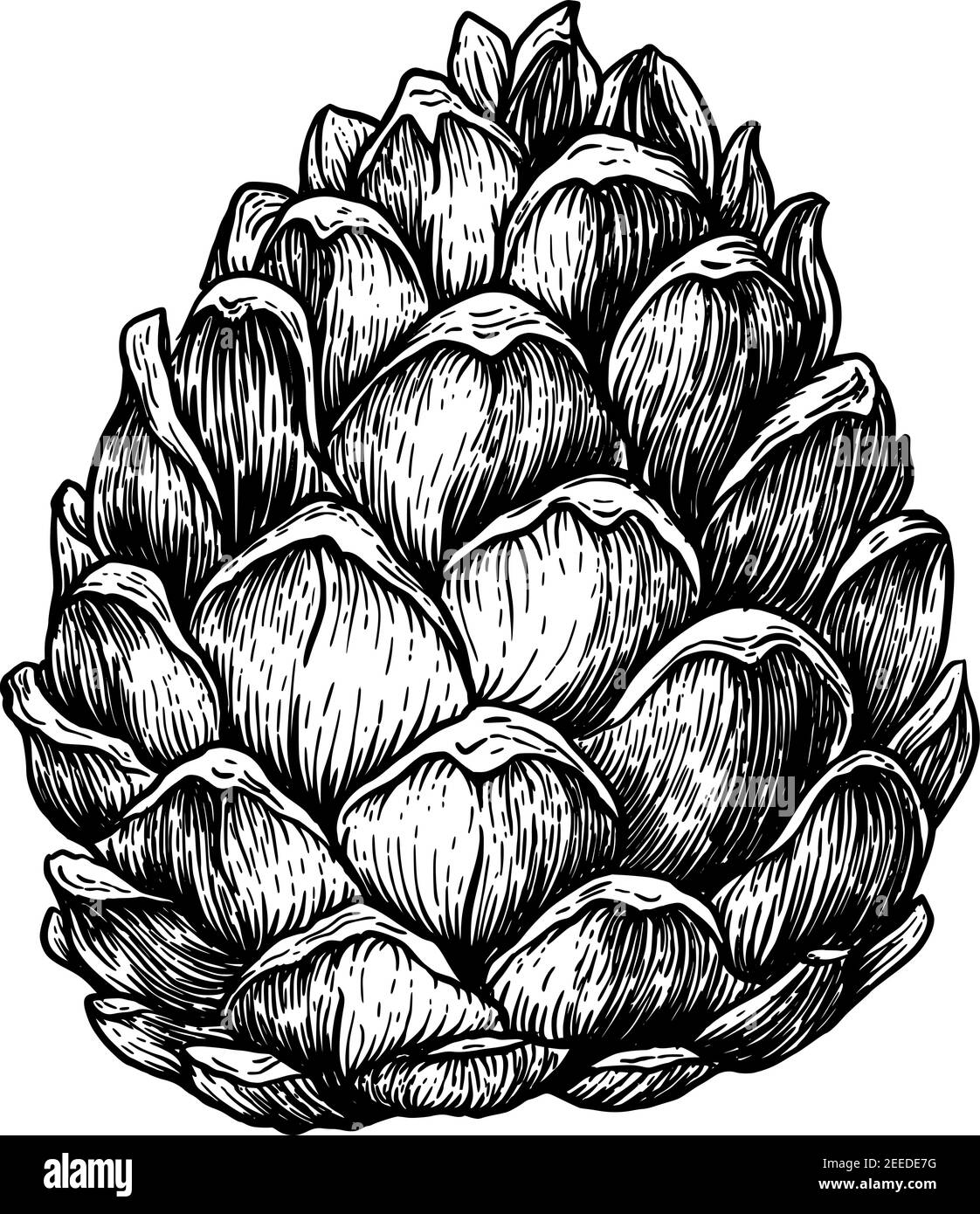 Pine cone illustration. Hand drawn sketches vector illustration on white background in vintage style. Stock Vector