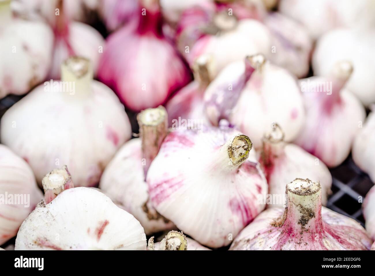 Bulbs of red garlic. Farm fresh vegetables on market, organic farming ...