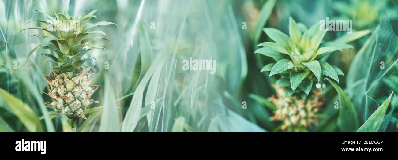 Pineapple plantation queensland hires stock photography and images Alamy