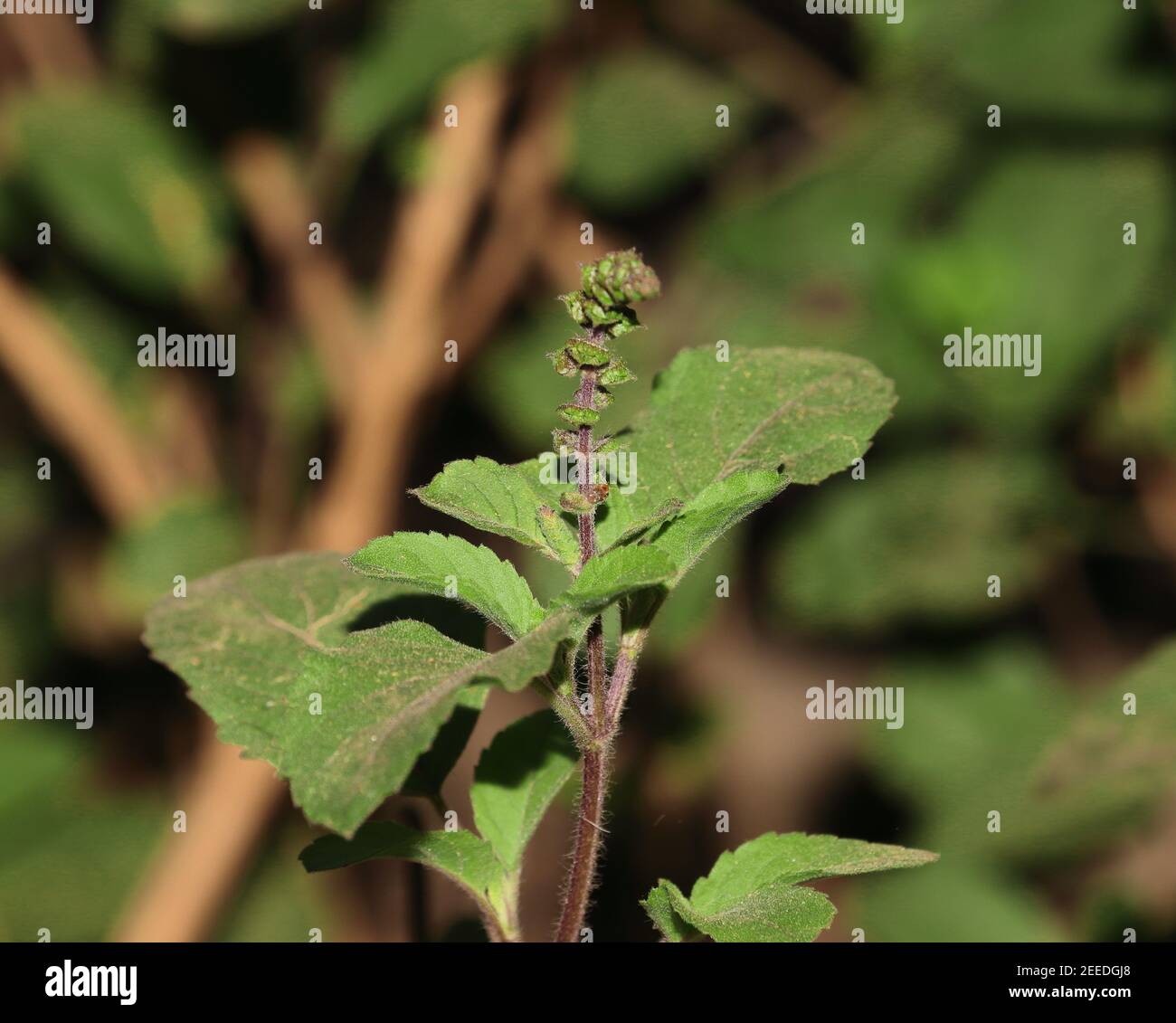 Basil flowers bloom on the beautiful herbal basil plant in the garden