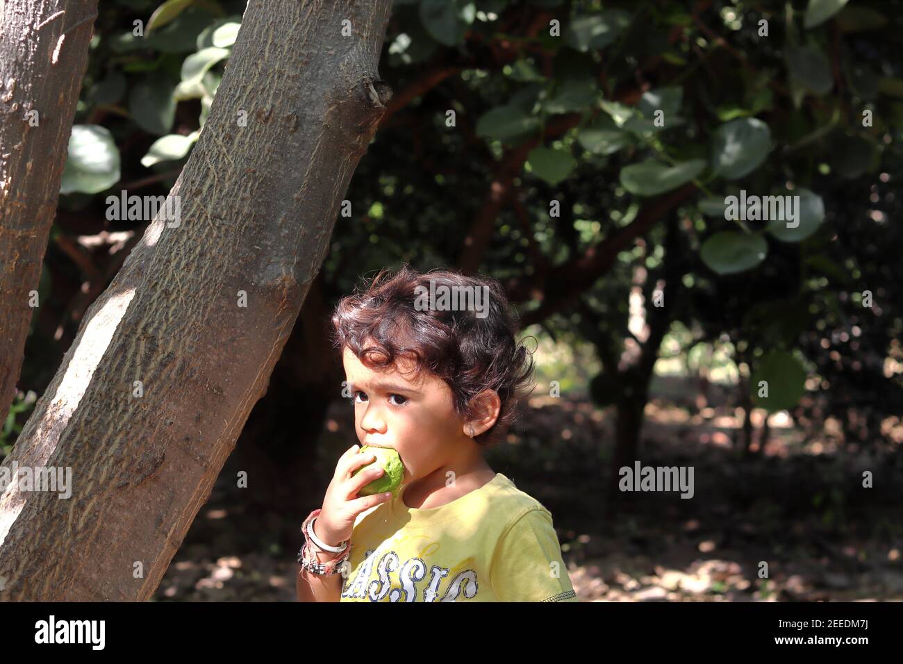 A beautiful Indian child or boy eating a fruit of guava in a garden or field, india-Asia Stock Photo