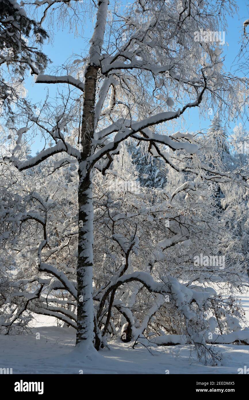 A snowy landscape with snow covered young birch Stock Photo