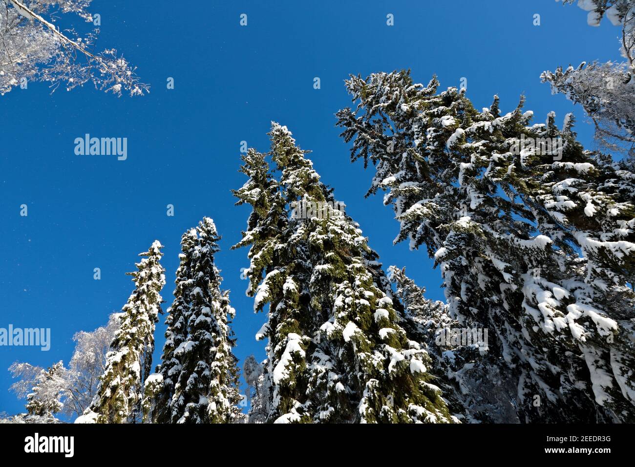 High spruce trees covered with snow. Tilted angle. Stock Photo