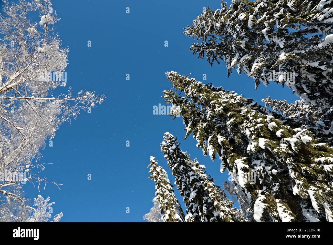 High spruce trees covered with snow. Tilted angle. Stock Photo