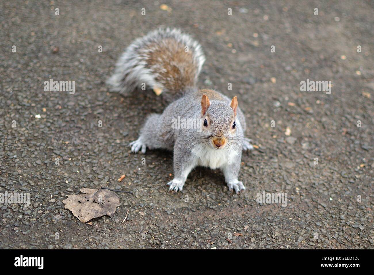 Squirrels in Glasgow Stock Photo Alamy