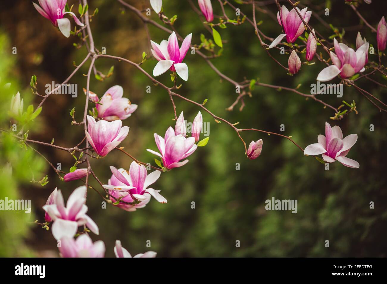 Bloomy spring hi-res stock photography and images - Alamy