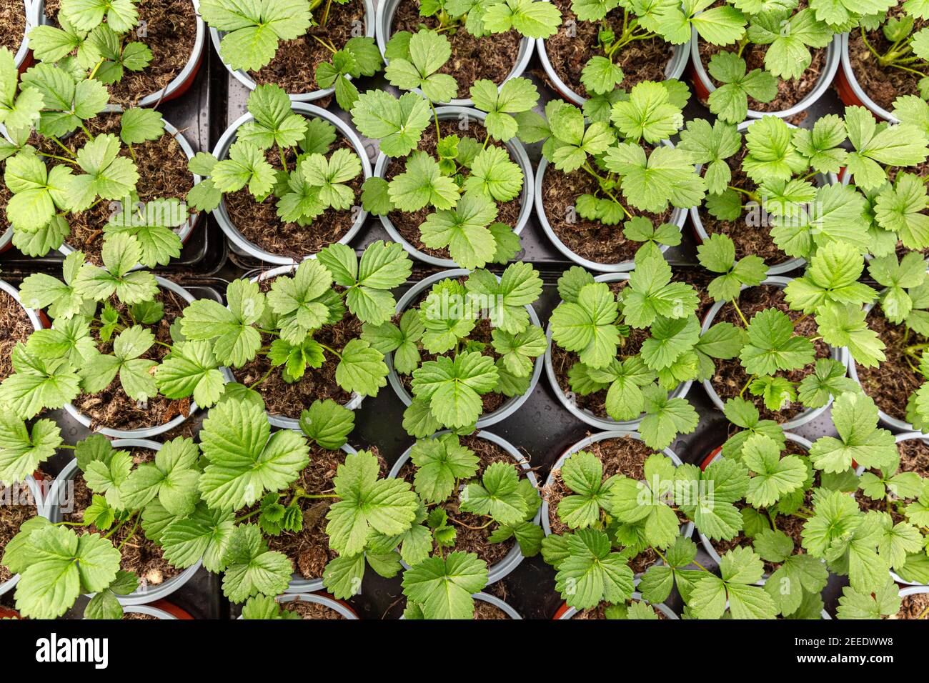 Strawberry seedlings in pots growing in a garden nursery. many young ...