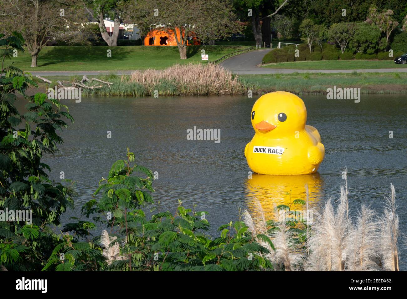 Large rubber duck in river at Wanganui, North Island, New Zealand Stock Photo