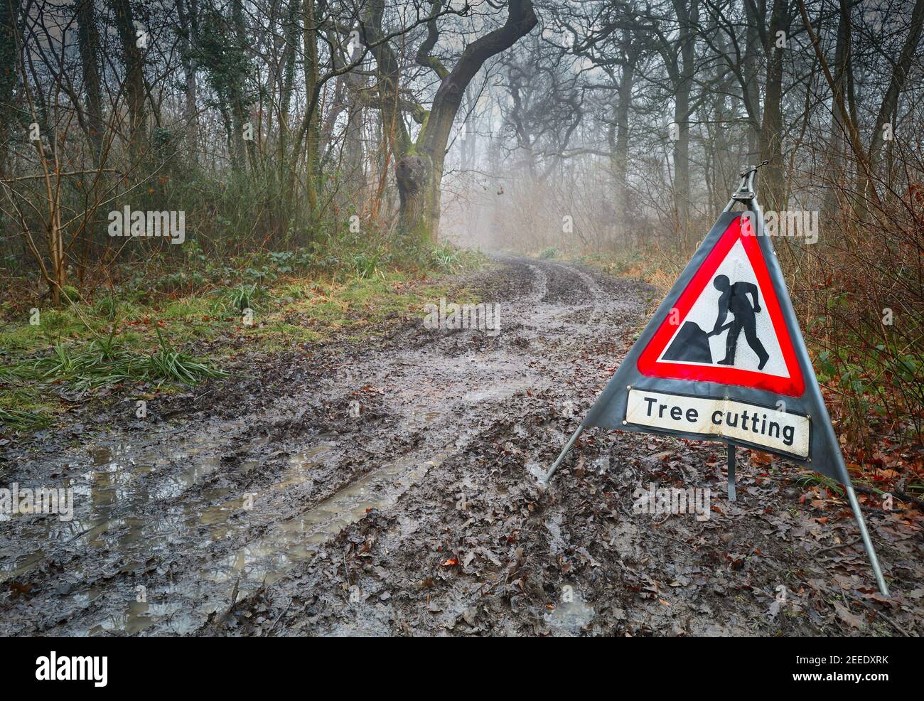 A tree cutting sign on a soggy, foggy, winter day in the King's Wood, a remnant of the medieval Rockingham forest, Corby, England. Stock Photo