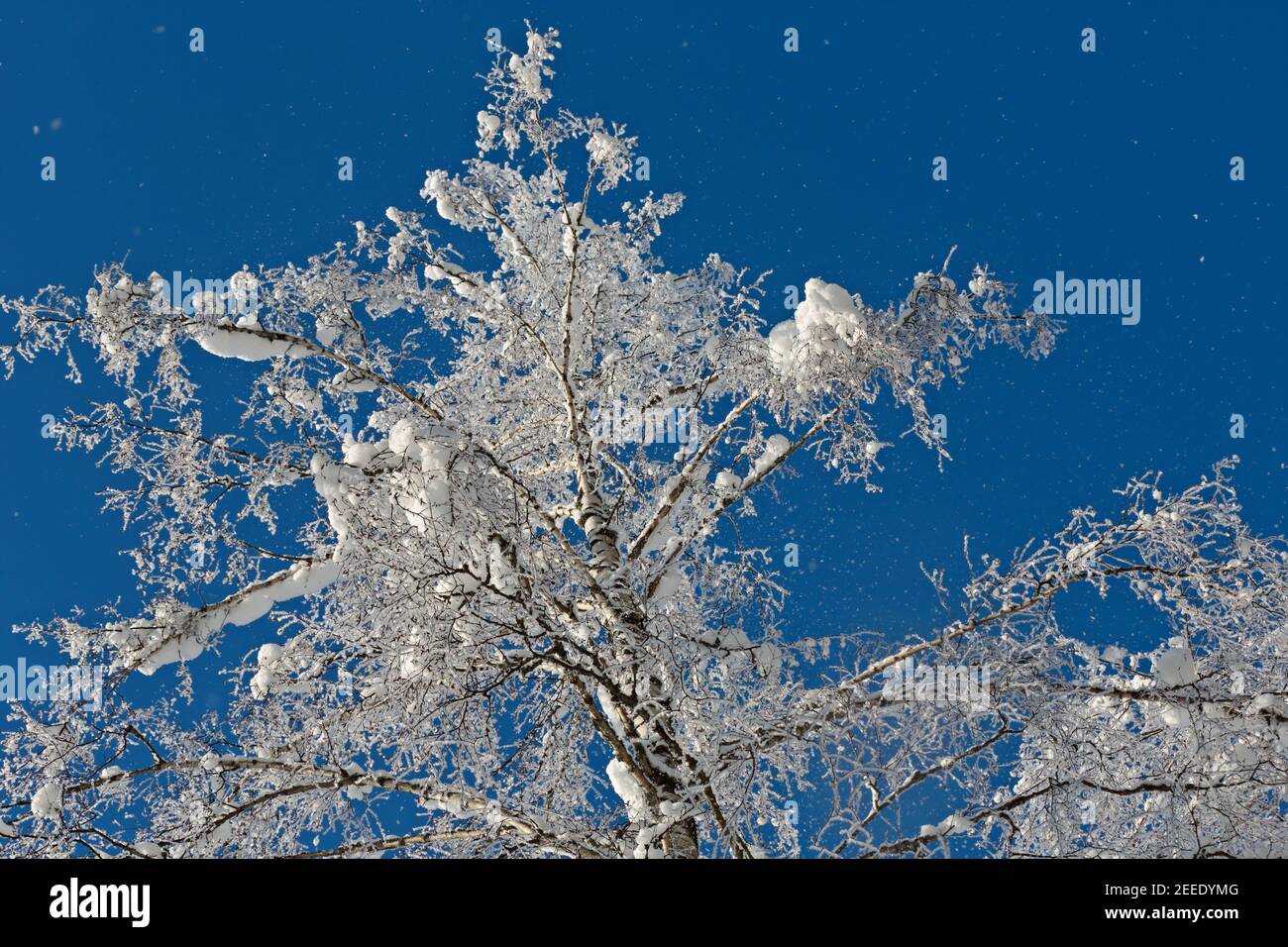 Frosty birch tree with a lot of snowflakes in the air against the clear blue sky Stock Photo