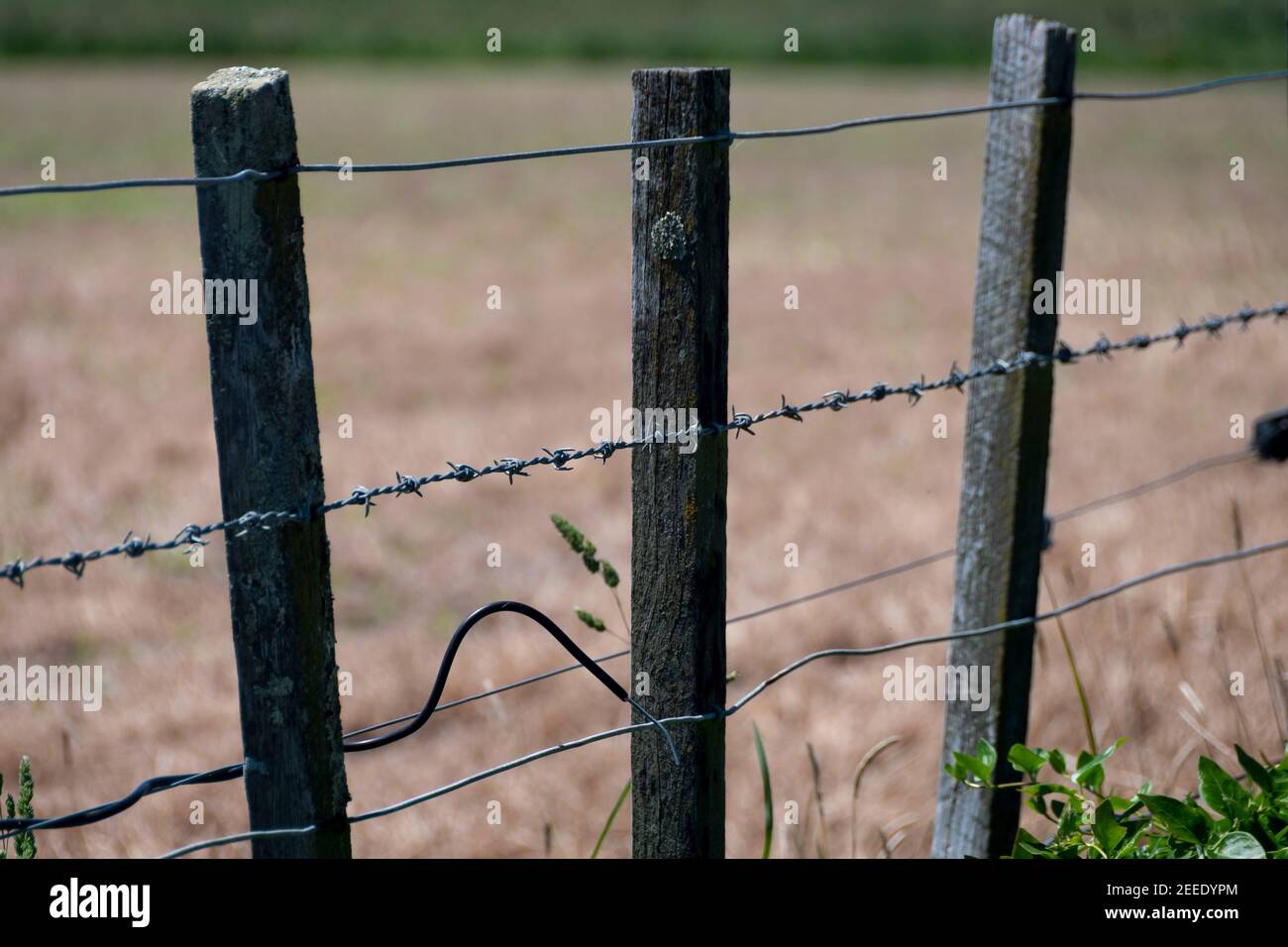 Post and wire fence, Carterton, Wairarapa, North Island, New Zealand Stock Photo Alamy