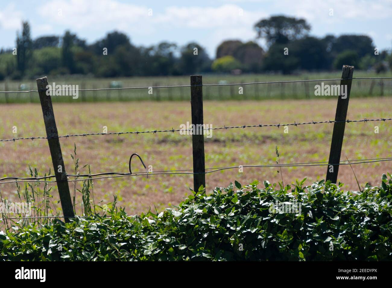 Post and wire fence, Carterton, Wairarapa, North Island, New Zealand Stock Photo Alamy