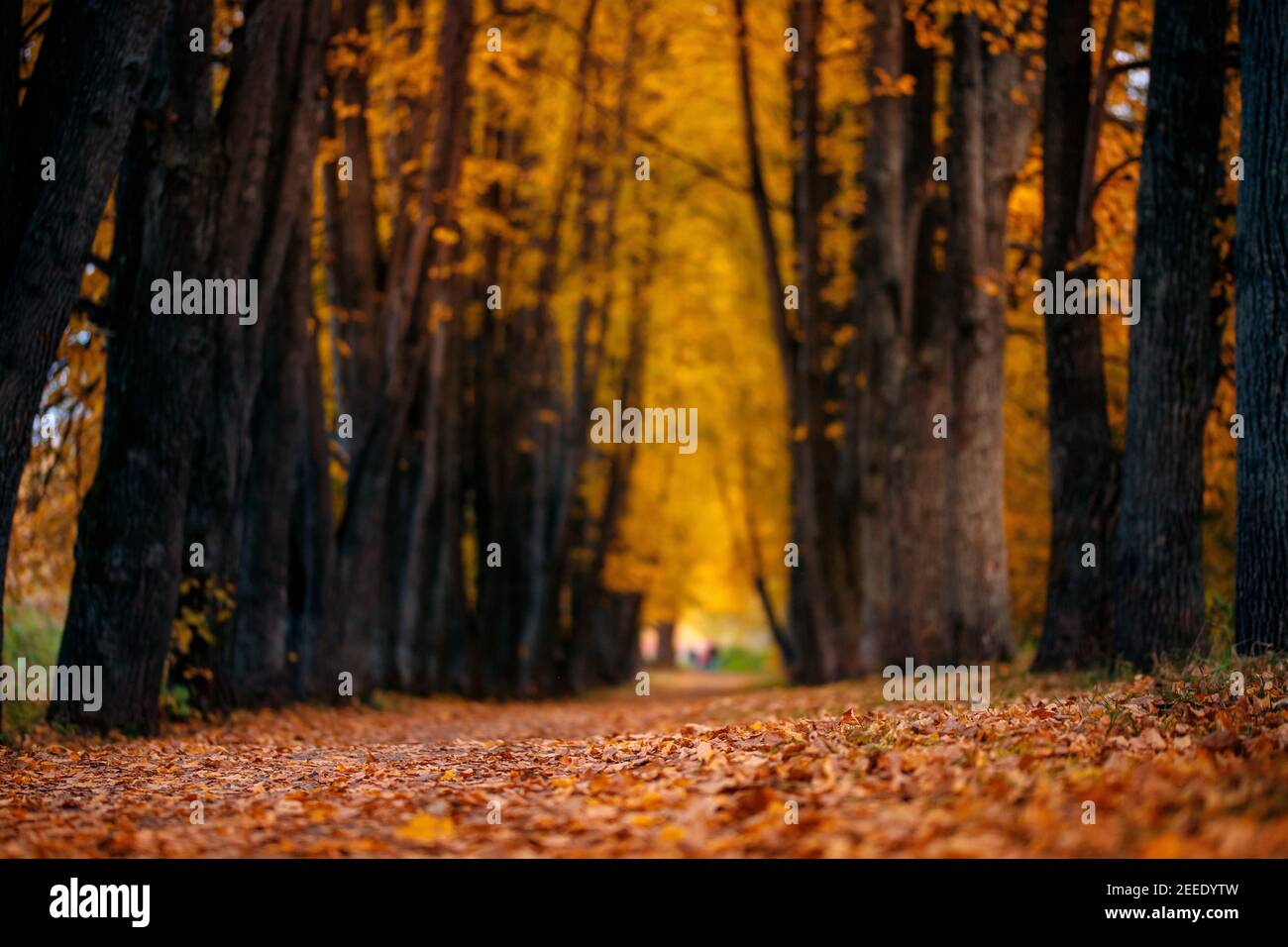 Autumn forest nature. Linden alley with yellow leaves, strewn path ...