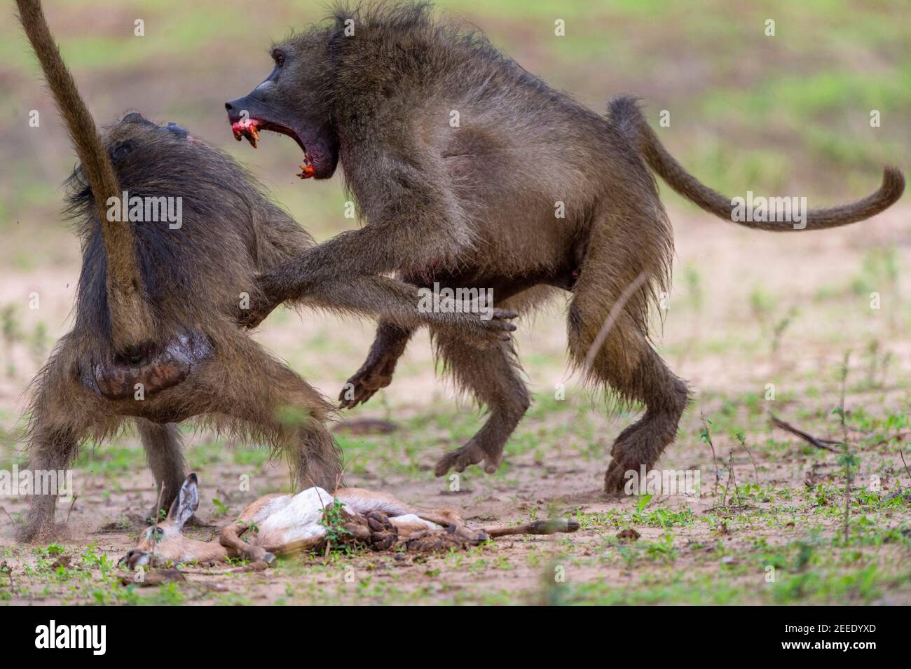 A pair of large male Chacma baboons fight over an Impala baby corpse in Zimbabwe's Mana Pools National Park, Zimbabwe. Stock Photo