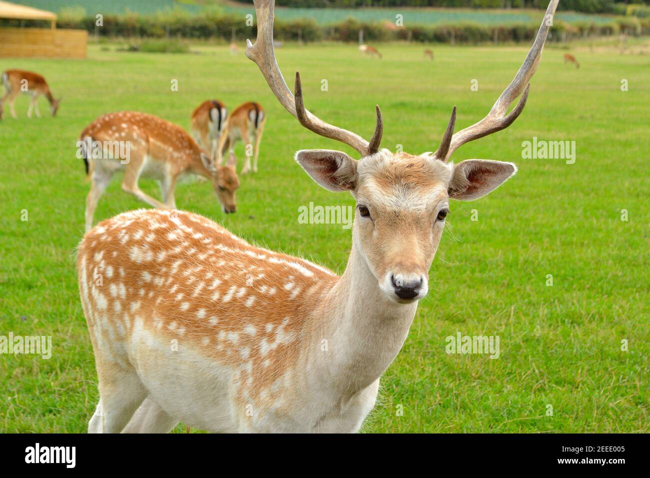 Scottish Deer Centre Stock Photo Alamy