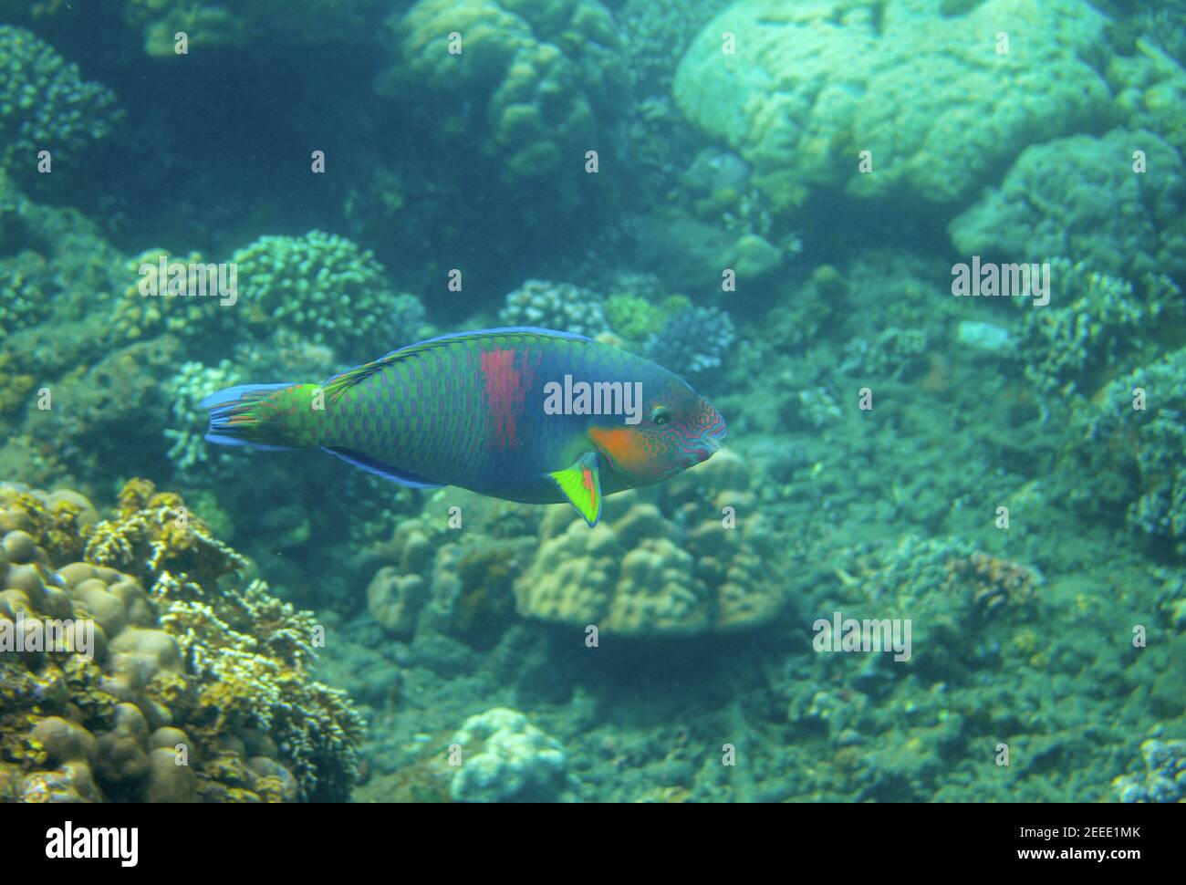 Green and blue parrotfish in coral reef, underwater photo. Colorful tropical fish underwater photo. Parrotfish in wild nature. Tropical fish Parrot on Stock Photo
