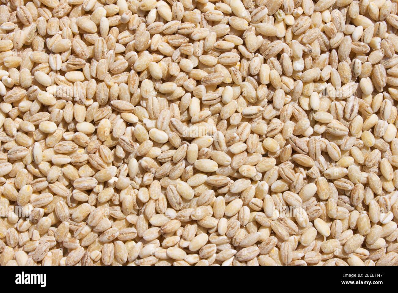 Two-row barley with husks Stock Photo