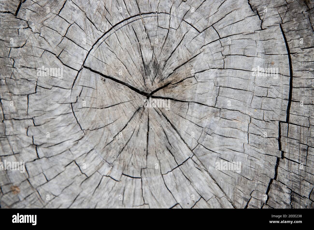 Wooden trunk cross-section. Tree trunk top view photo. Natural timber ...