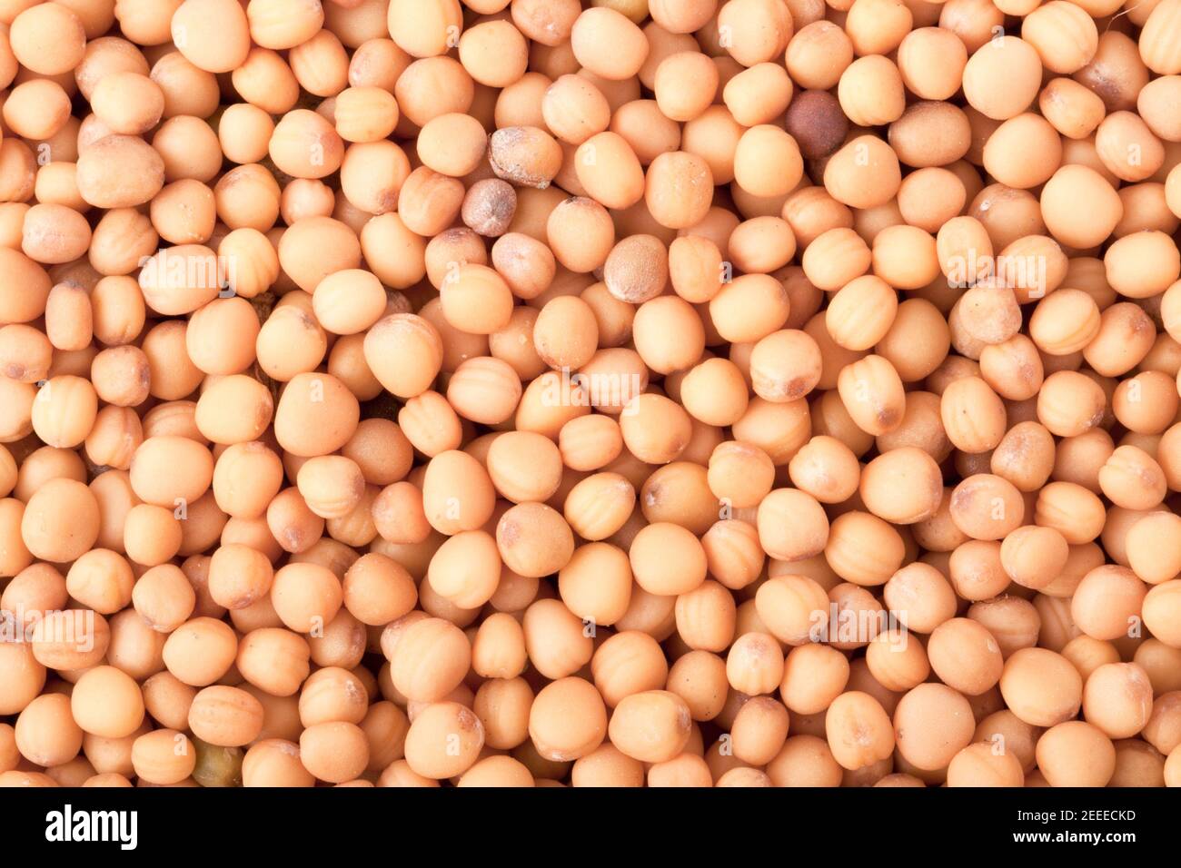 Mustard seeds close up background. White grains Stock Photo Alamy
