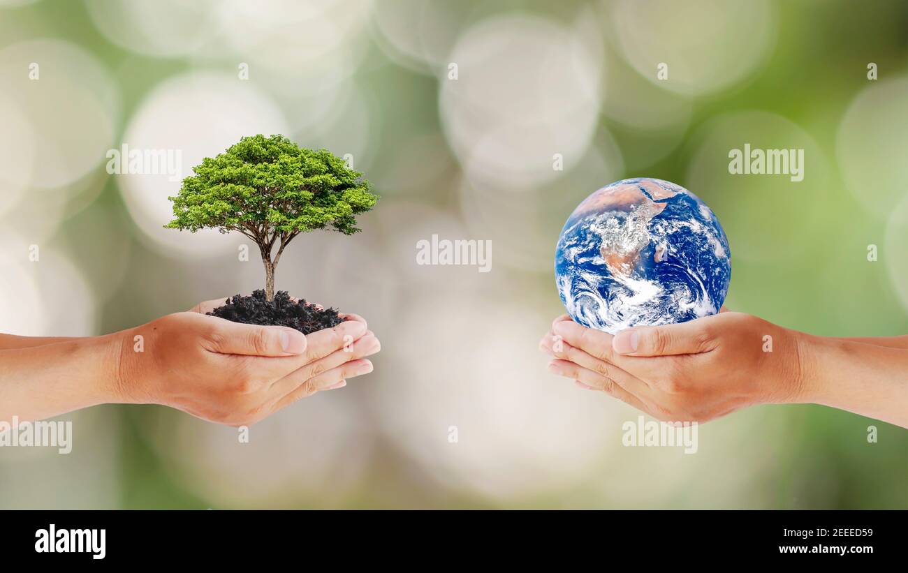 Exchange of planets in human hands with trees in human hands, concept of Earth Day and Maintaining Environmental Balance, Elements of this image furni Stock Photo